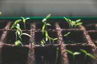 DHSI 2023 (Open/Social/Digital Humanities Pedagogy, Training, and Mentorship)