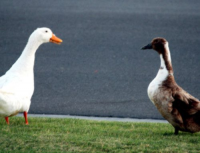 2023 Conference (Gander, NFLD)